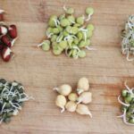 The nutritional benefits of sprouted legumes